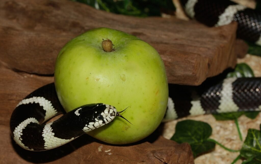 chain natter, snake, california getula