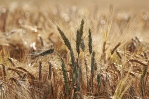 wheat field, grain, agriculture