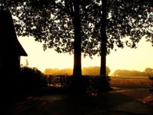 autumn, fog, backlighting