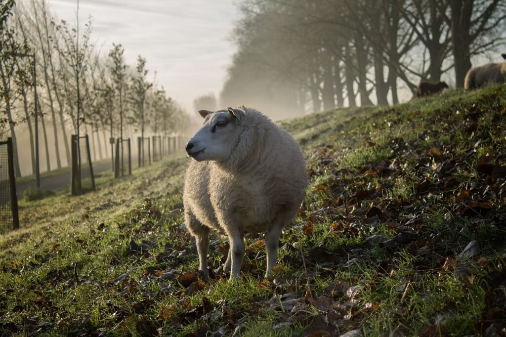 sheep, lamb, wool